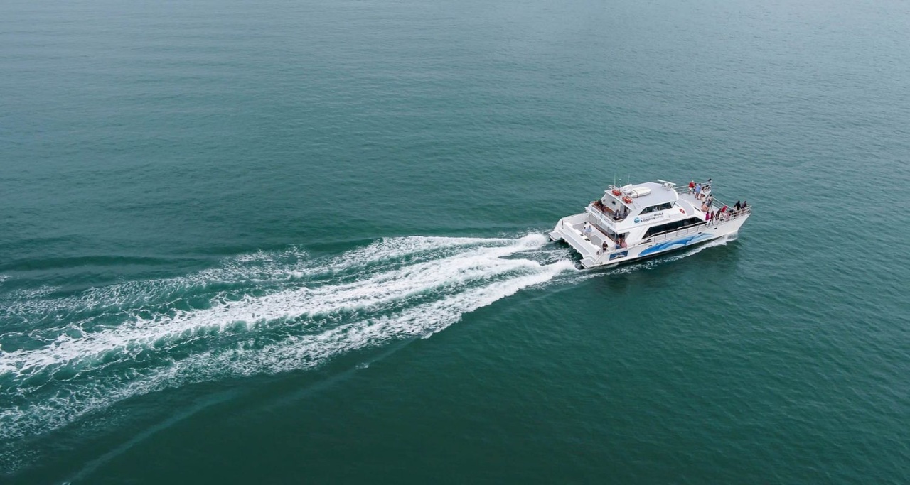 Auckland Whale & Dolphin Safari - Hero Banner Image 2 NEW