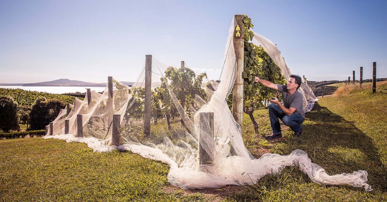 Rows of grape vines covered in netting with a person knelt down checking the leaves