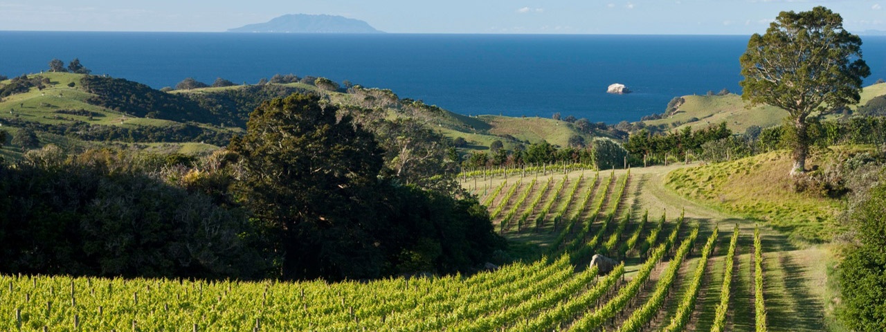 A beautiful vineyard