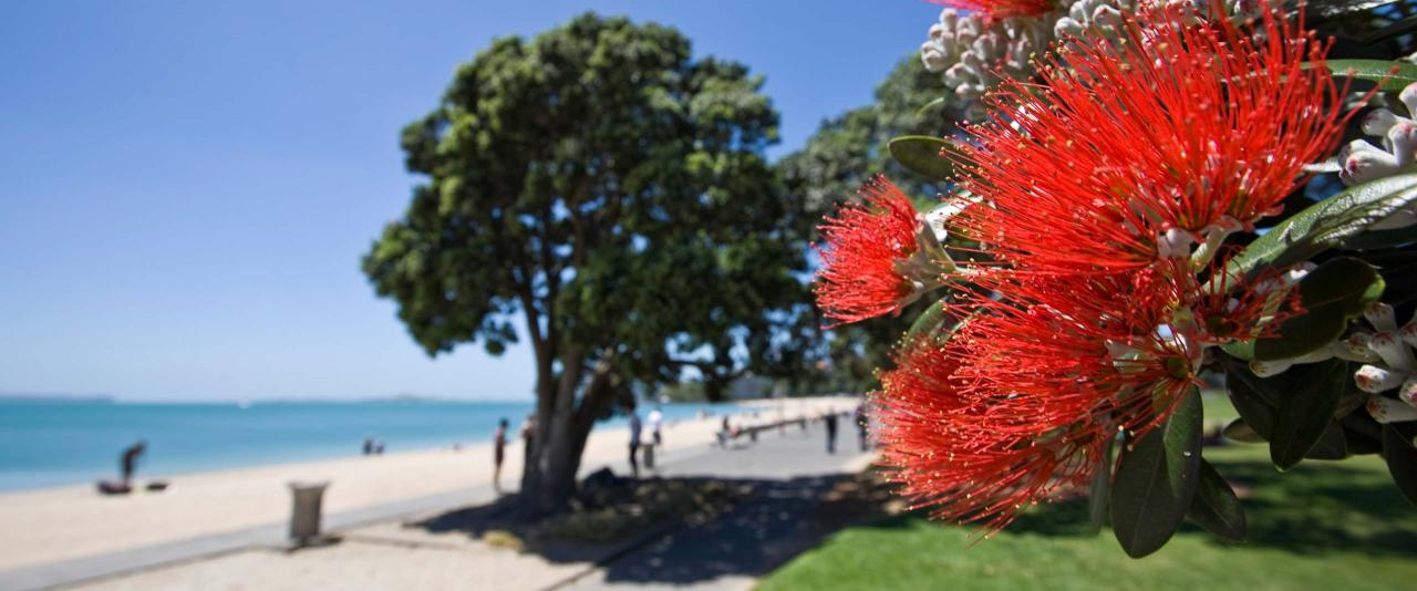 Pohutukawa flowers with beach in the background (credit: ATEED/ Evan Matthews)