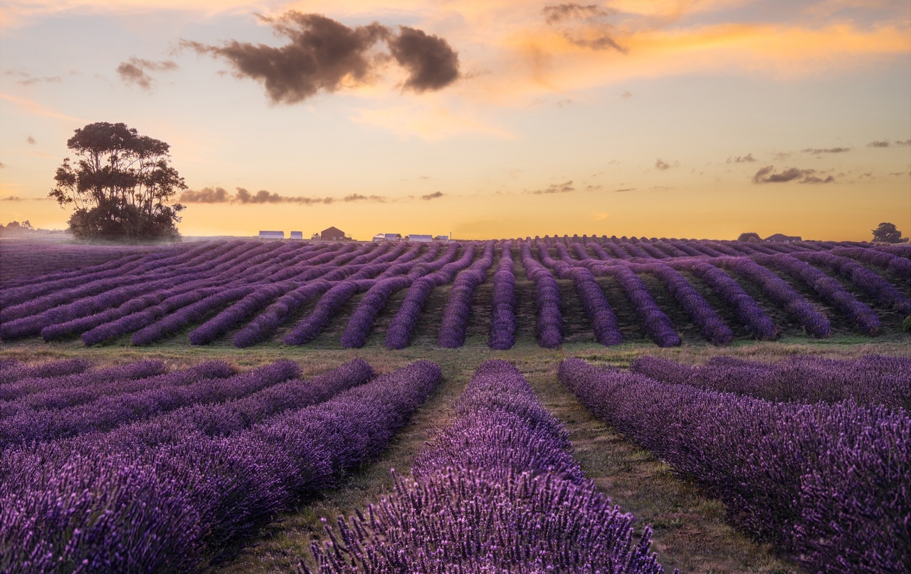 CCT Lavender Farm