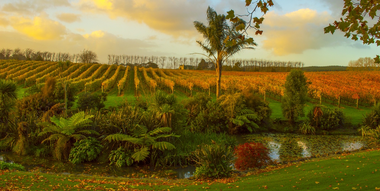 Photo of West Brook Winery, Huapai, Huapai