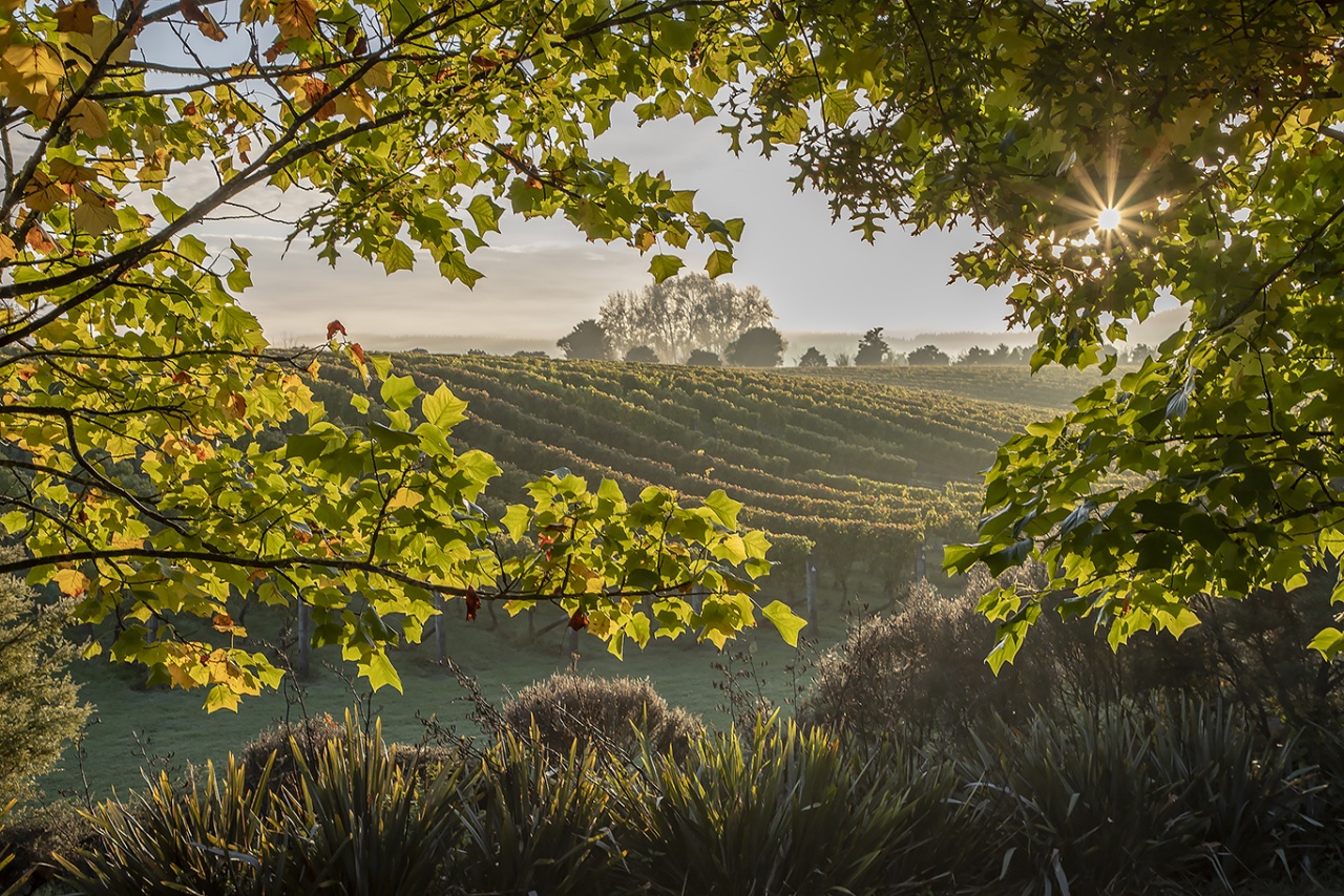 Photo of West Brook Winery, Huapai, Huapai