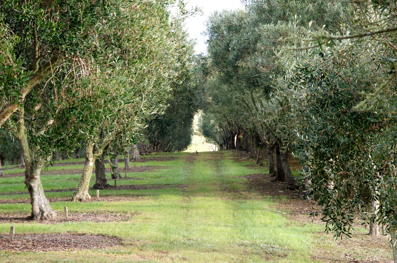 Photo of From Tree to Bottle Olive Grove Tours and Olive Oil Tastings, Warkworth, Warkworth