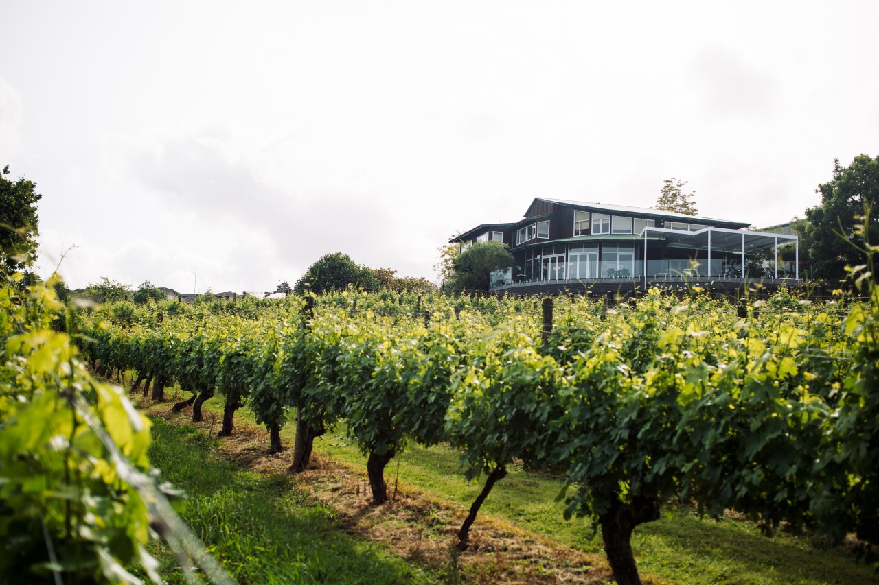 Photo of Babich Wines Ltd, Henderson Valley, Henderson Valley