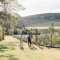 A group of friends holding glasses of wine walking through a Waiheke Island vineyard with hills behind on a sunny day