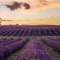 CCT Lavender Farm