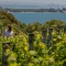 h-au_Itineraries_vineyard