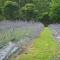 Photo of Lavender Hill, Coatesville