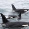 Photo of Nature Quest New Zealand, Dunedin