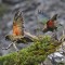 Photo of Nature Quest New Zealand, Dunedin