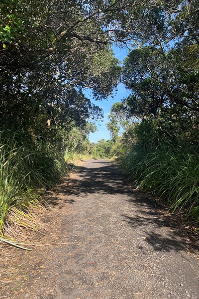 Studying in Auckland allows you to explore the city and the surrounding region.