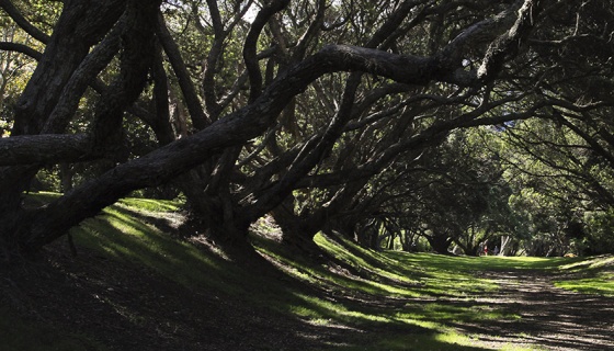 Glade of trees in Auckland