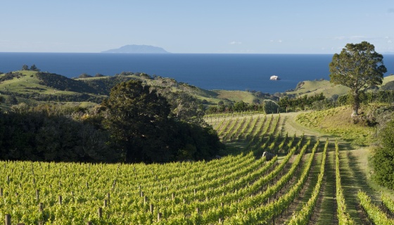 New Zealand landscape