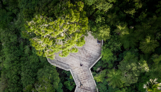Aerial view of forest